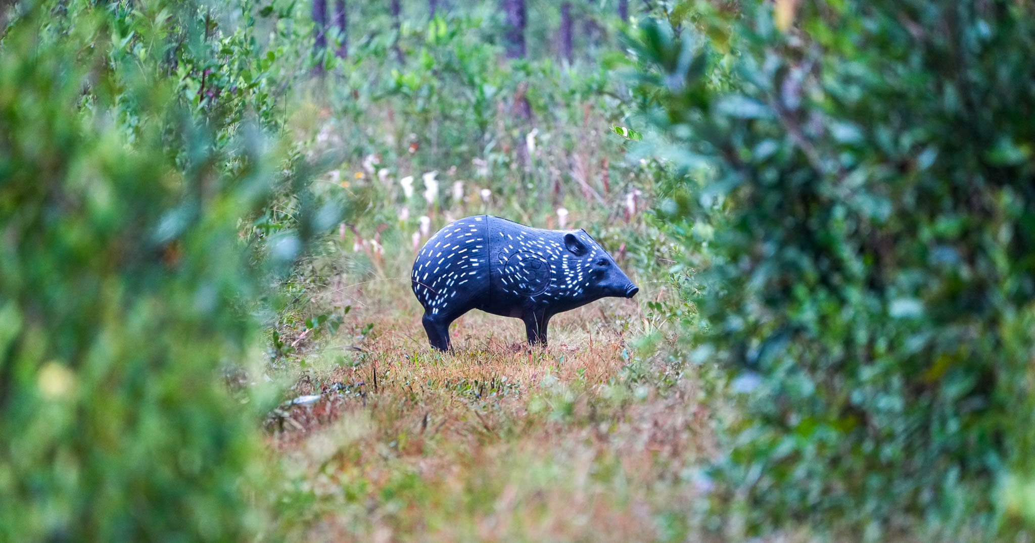 USA Archery announces 3D equipment grant opportunity for clubs